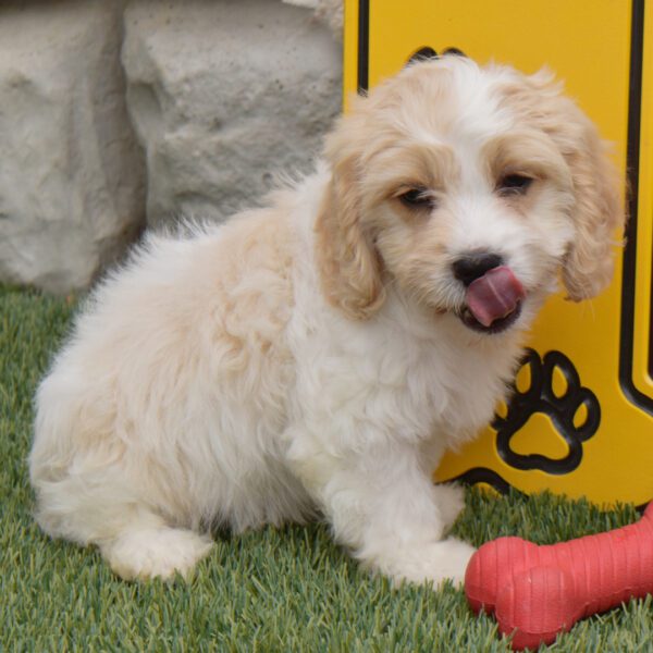 Buster