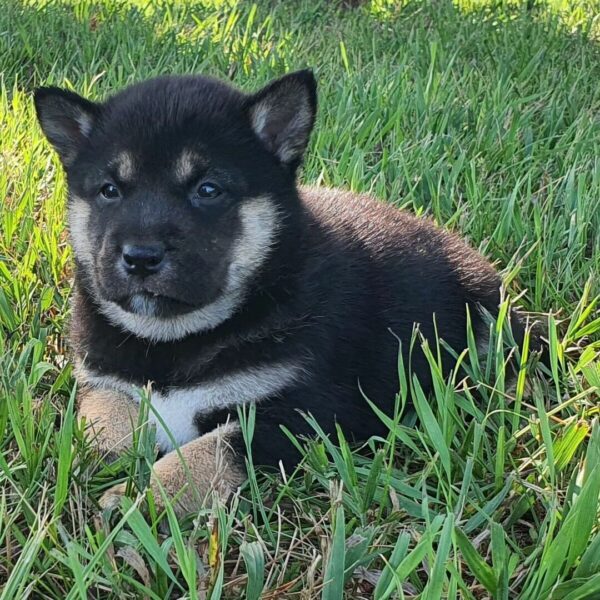 Jack