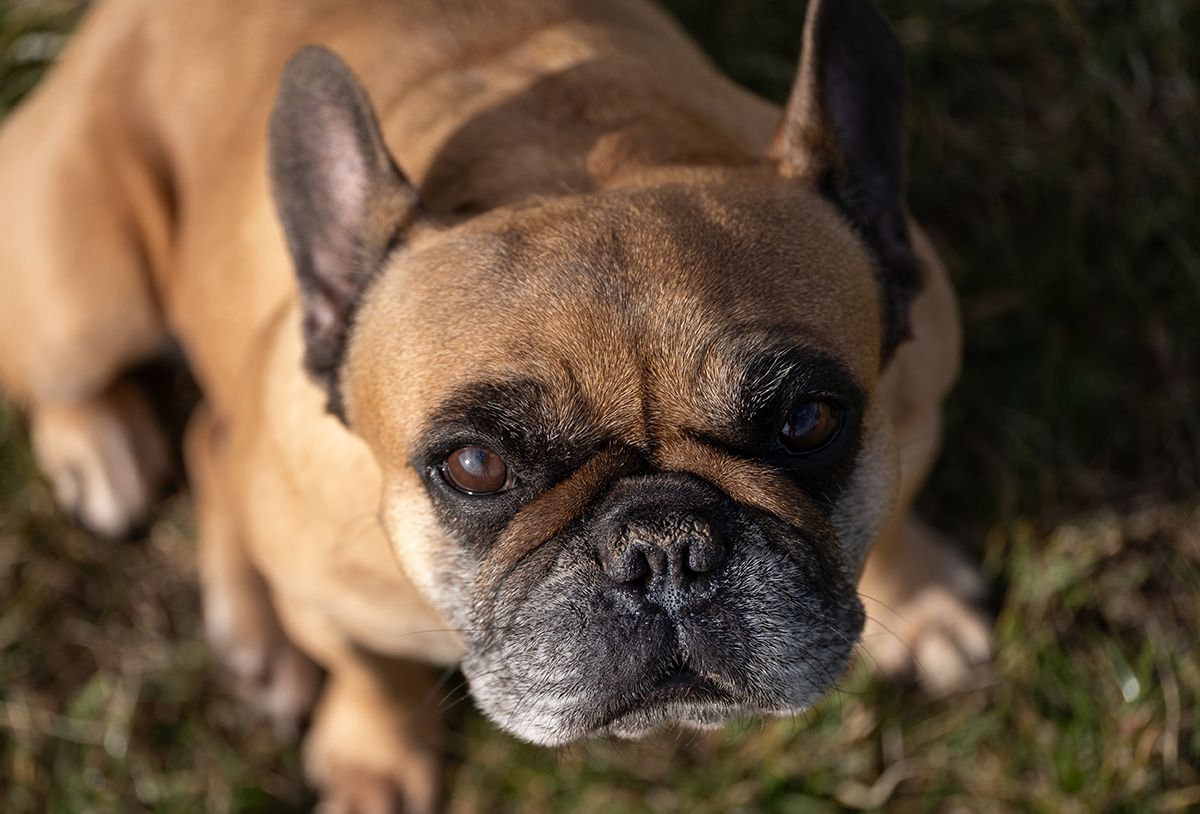 French Bulldog Adoption Guide