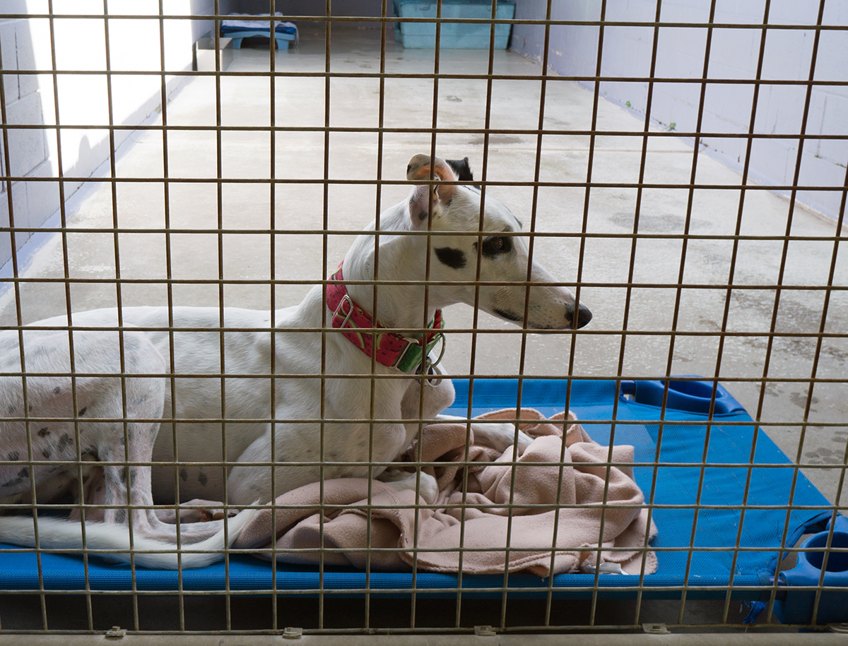 Greyhound Adoption Guide