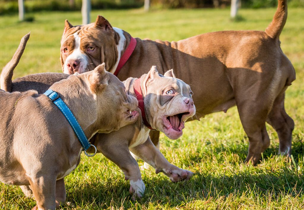 How to Adopt an American Bully in Florida