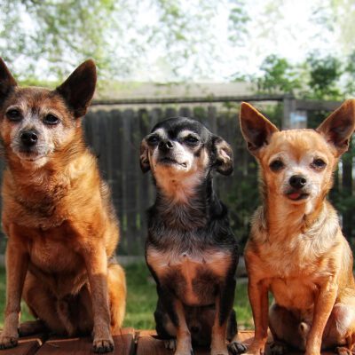 Chihuahua
