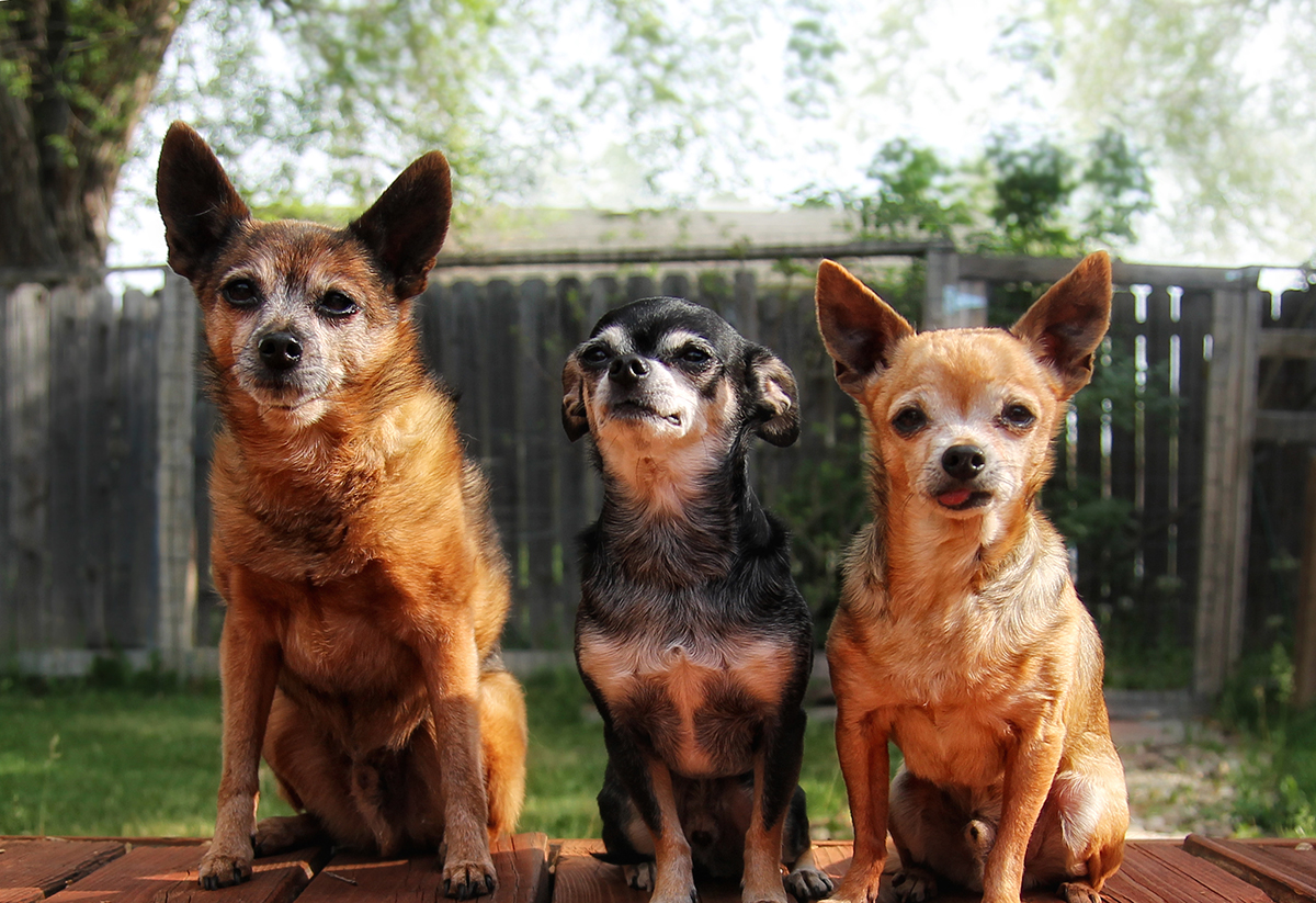 Chihuahua Adoption Guide