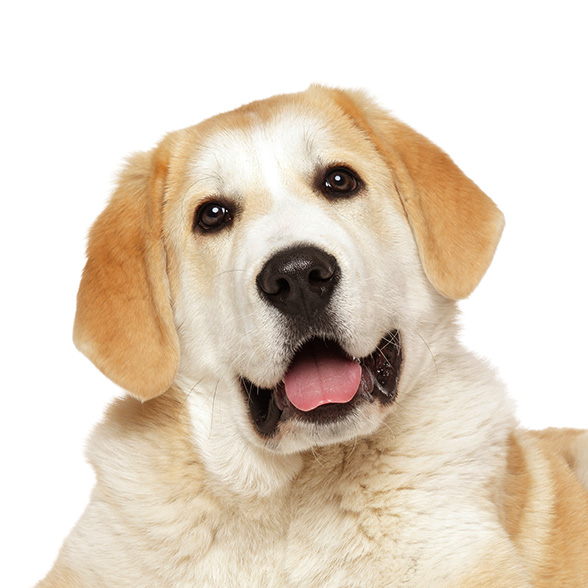 How To Adopt a Alabai in Nashville