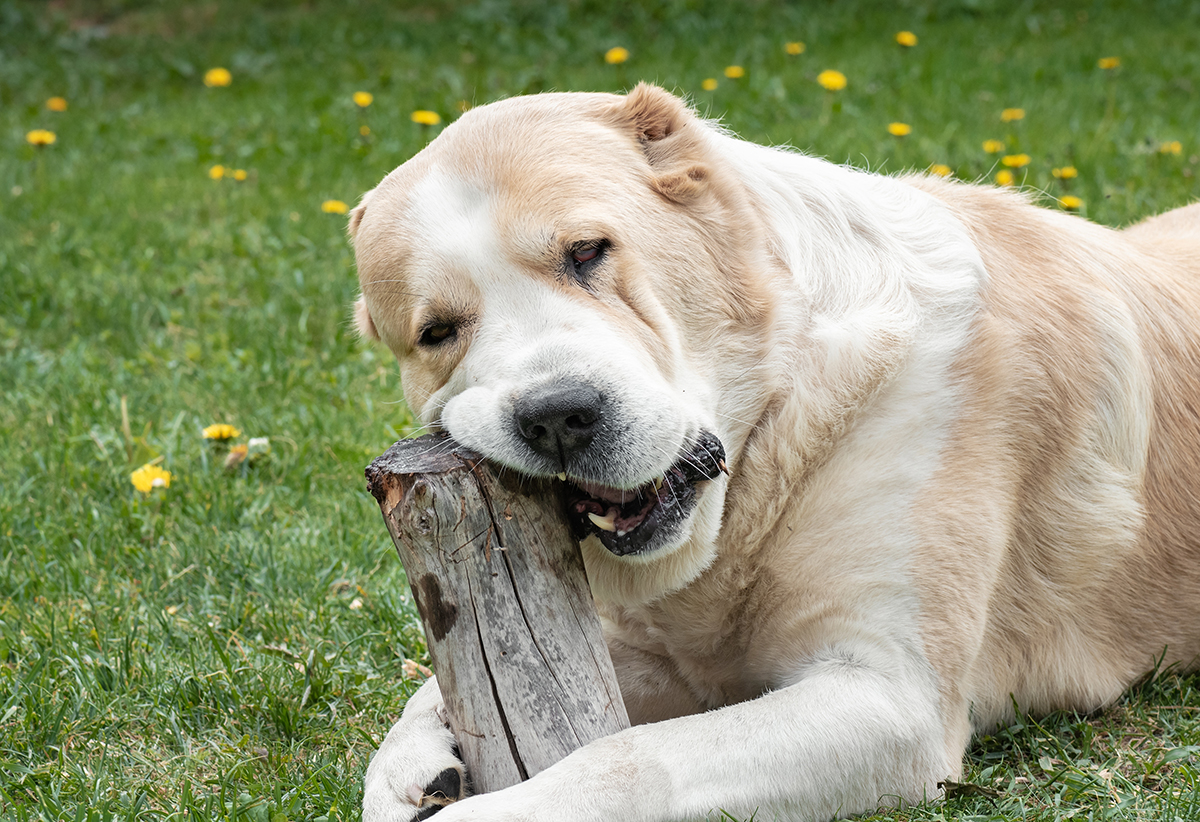 Alabai Adoption Guide