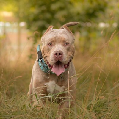 American Bully