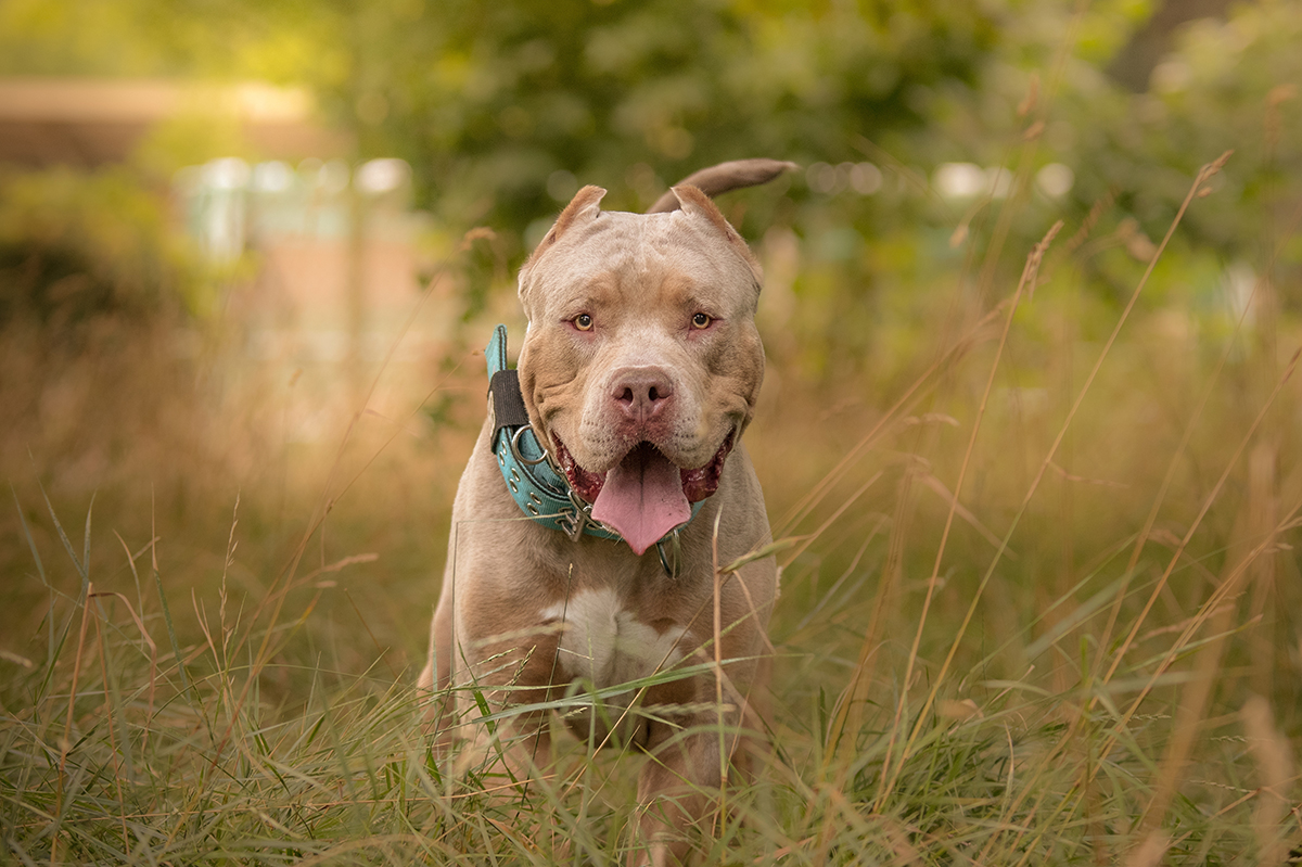 American Bully Adoption Guide