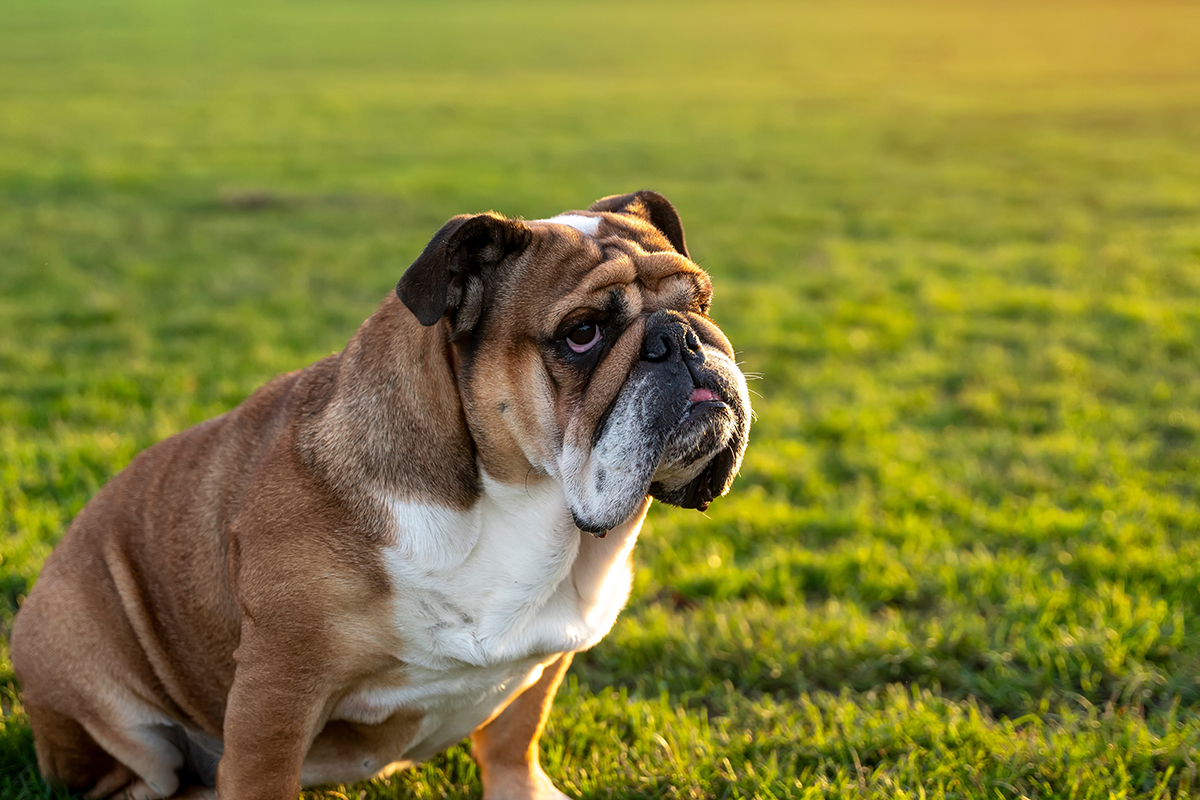 English Bulldog Adoption Guide