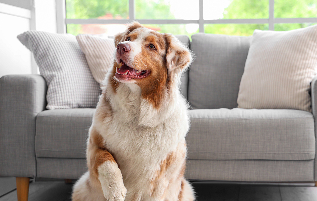 Australian Shepherd Adoption Guide