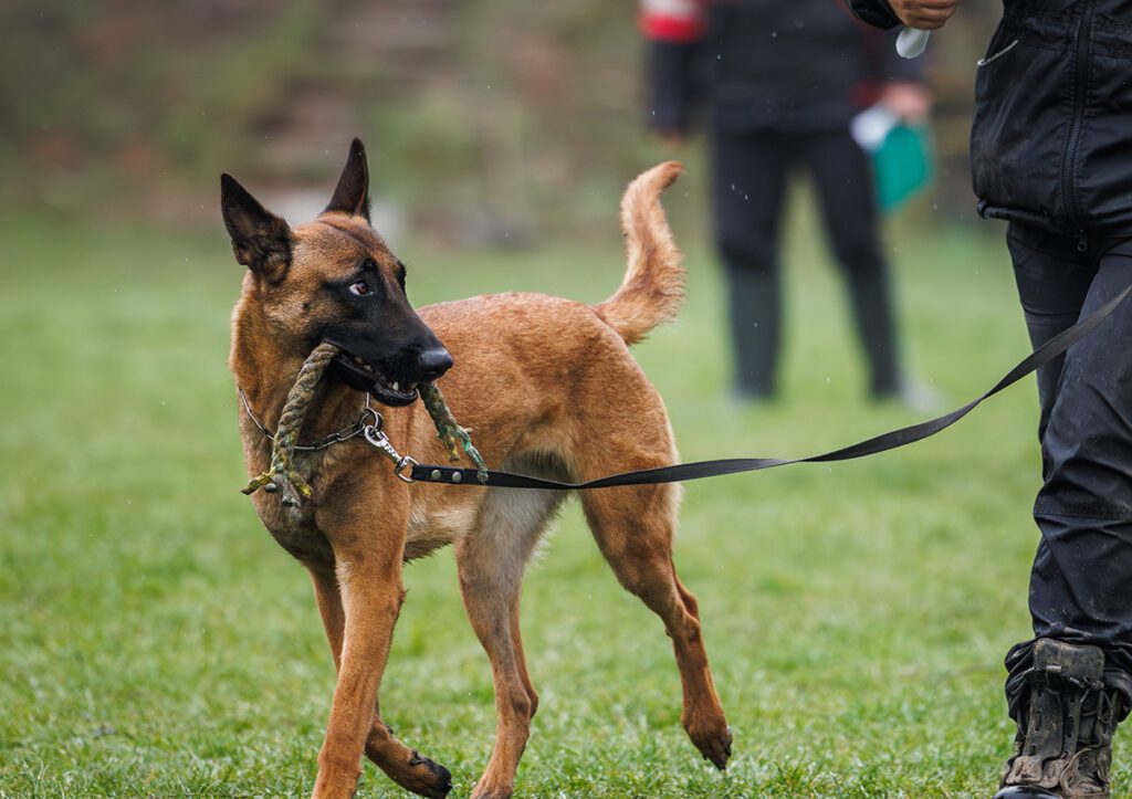 How to Adopt a Belgian Malinois in Florida