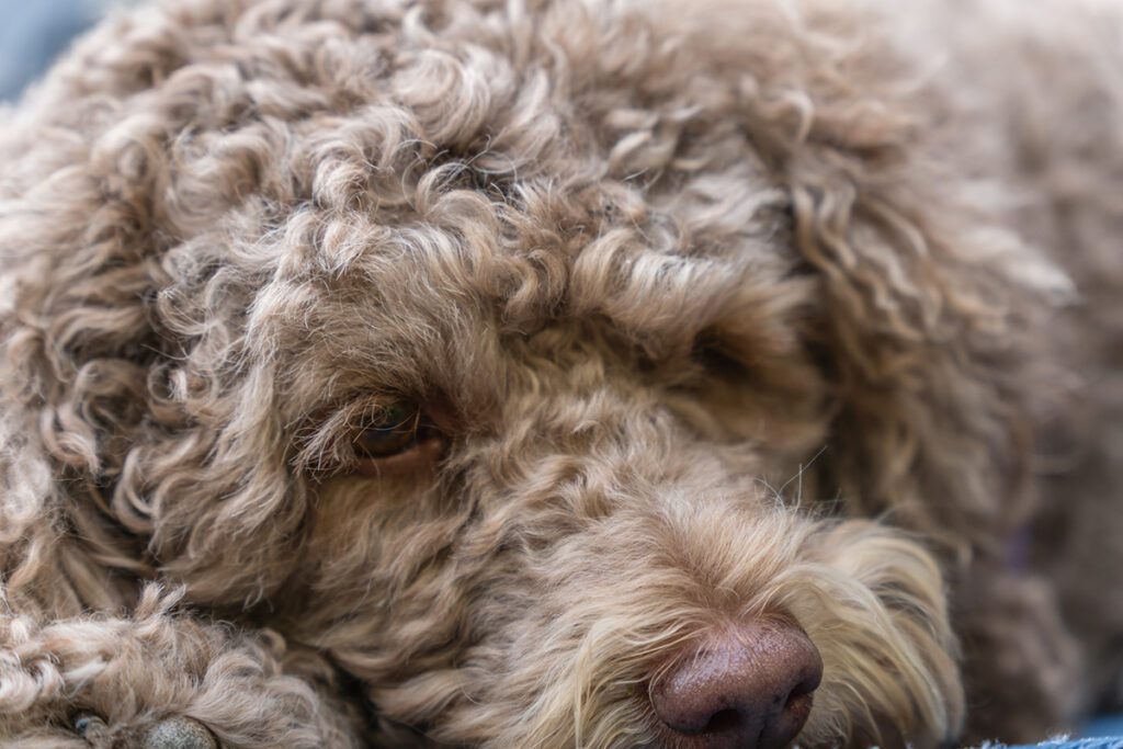 How to Adopt a Labradoodle in Texas
