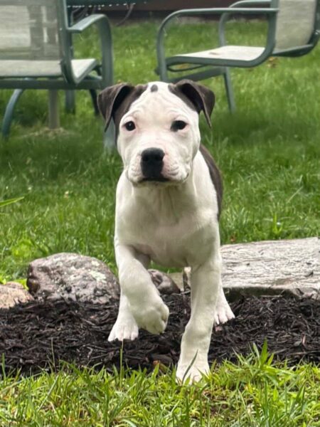 Brutus