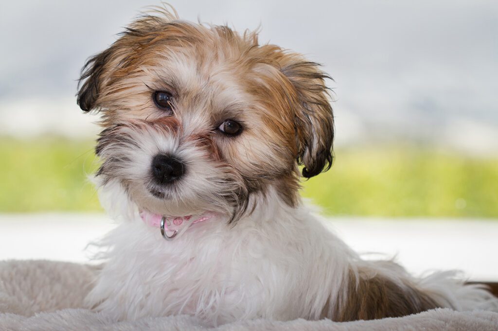 How to Adopt a Cavachon in Texas