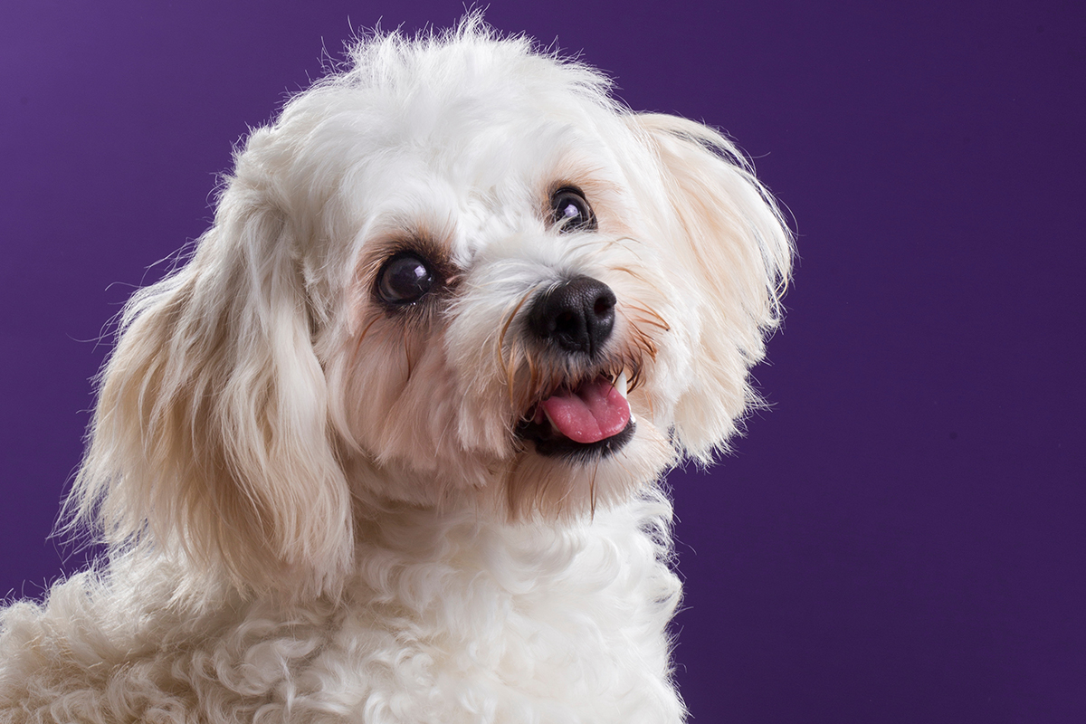 Cavachon Adoption Guide