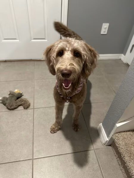 Cocoa