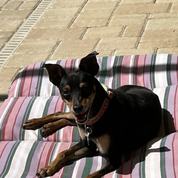 Dukey