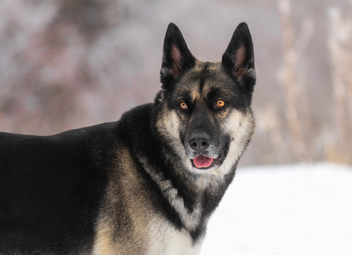 German Shepherd Husky Mix Adoption Guide