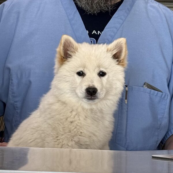KUMO