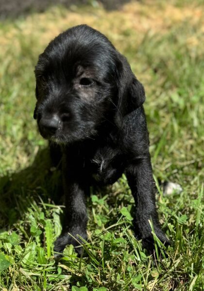 Libby