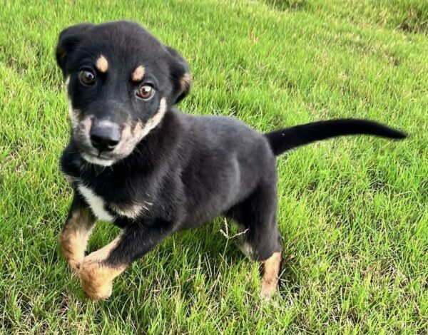 Milo