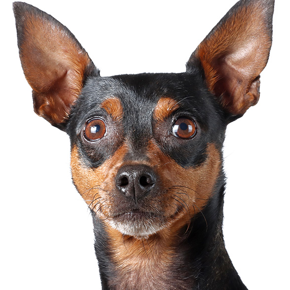 How To Adopt a Miniature Pinscher in Miami