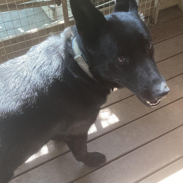Onyx