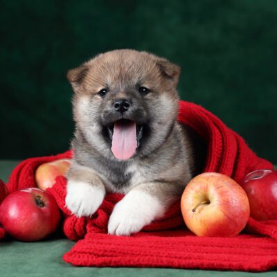 Shiba Inu