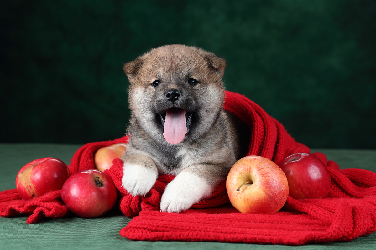 Shiba Inu Adoption Guide
