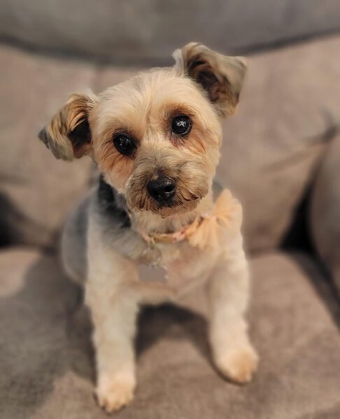Shyla