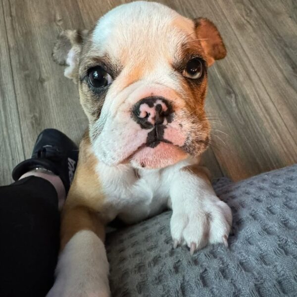 Tucker