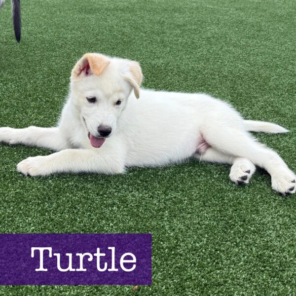 Turtle
