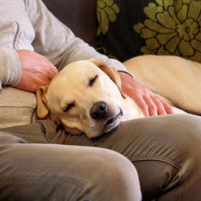 Labrador Retriever