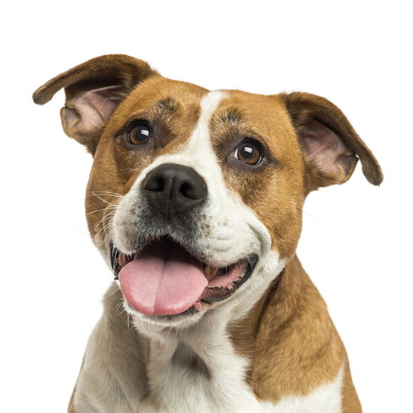 How To Adopt a American Bulldog in San Antonio