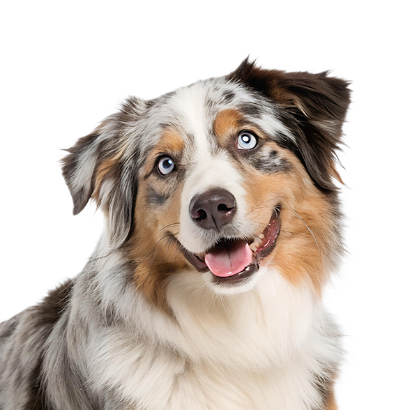 How To Adopt a Australian Shepherd in Montgomery