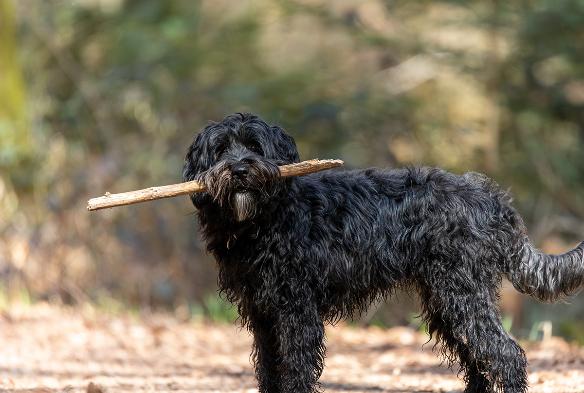 Labradoodle Adoption Guide