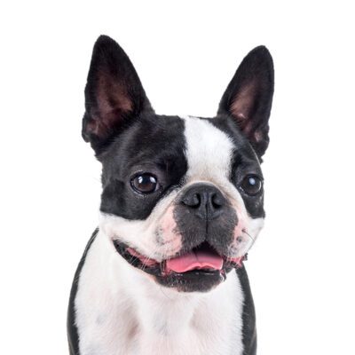 Boston Terrier