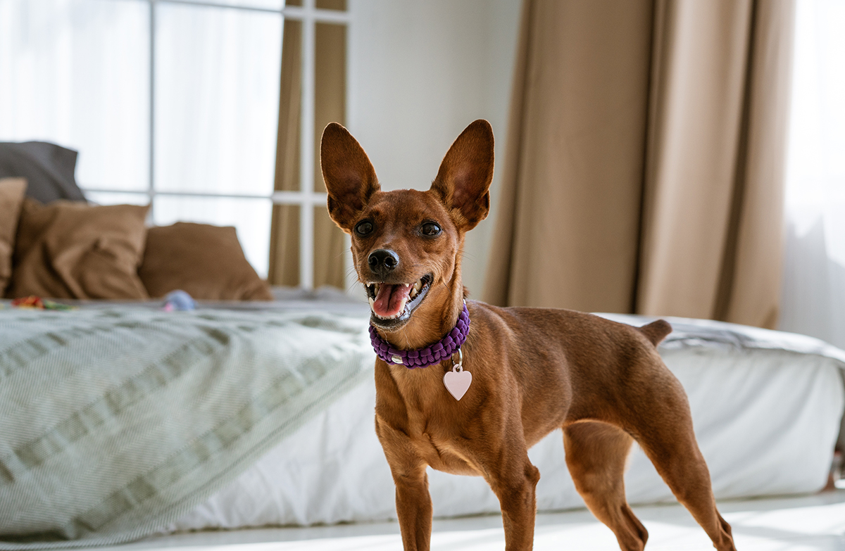 Miniature Pinscher Adoption Guide