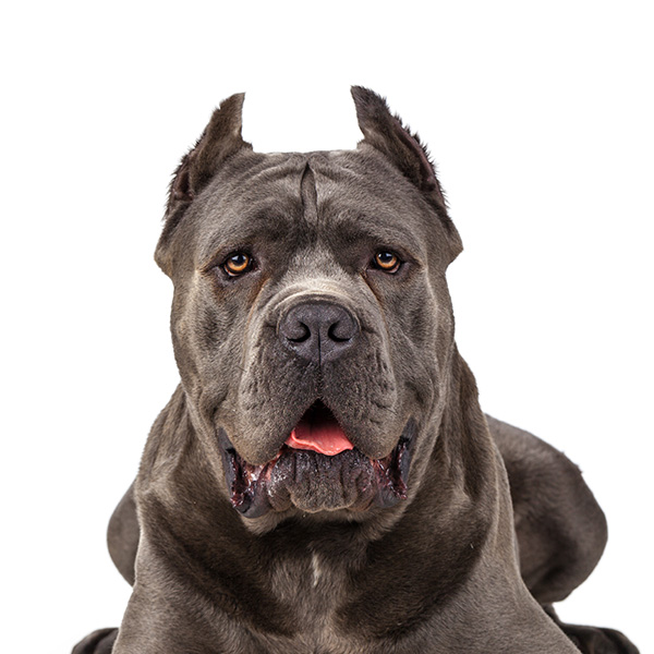 How To Adopt a Cane Corso in Tampa