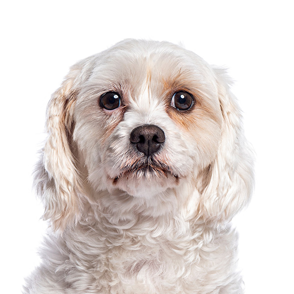 How To Adopt a Cavachon in Austin