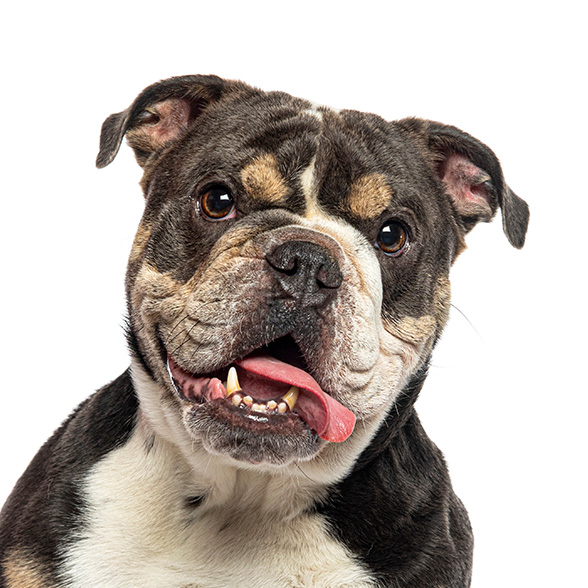 How To Adopt a English Bulldog in Austin