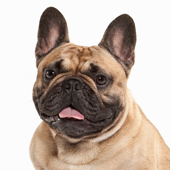 How To Adopt a French Bulldog in Irving