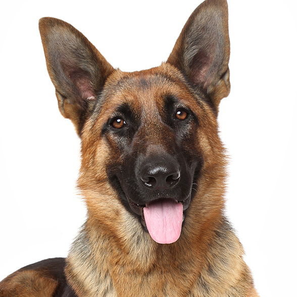 How To Adopt a German Shepherd in Plano