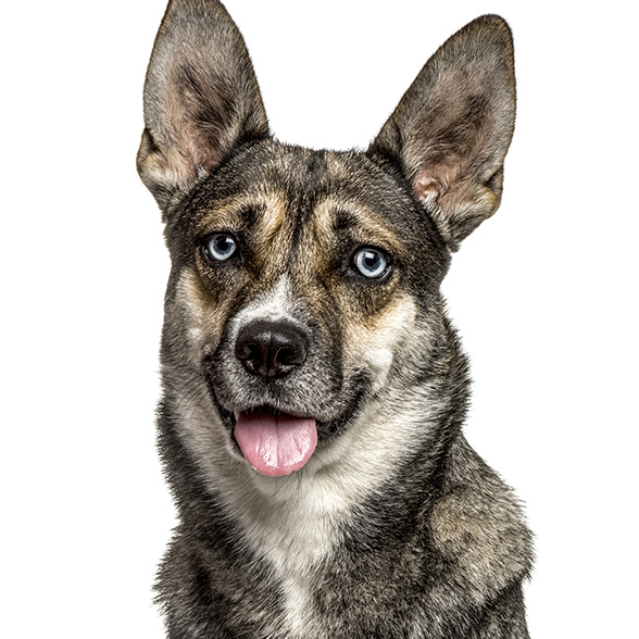 How To Adopt a German Shepherd Husky Mix in Irving
