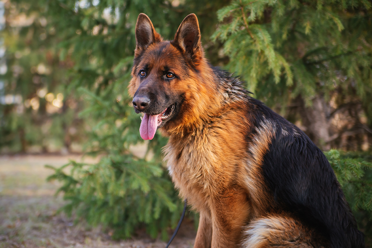 German Shepherd Adoption Guide