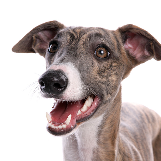 How To Adopt a Greyhound in Port St. Lucie