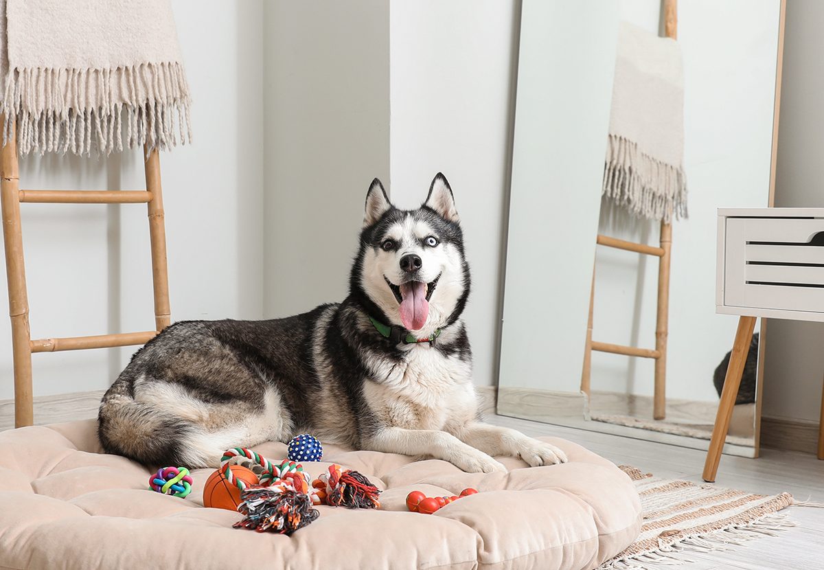 Husky Adoption Guide