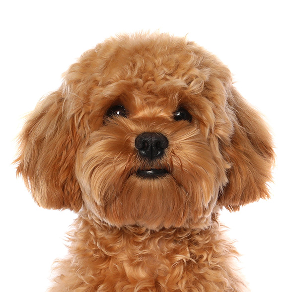 How To Adopt a Havapoo in Miami