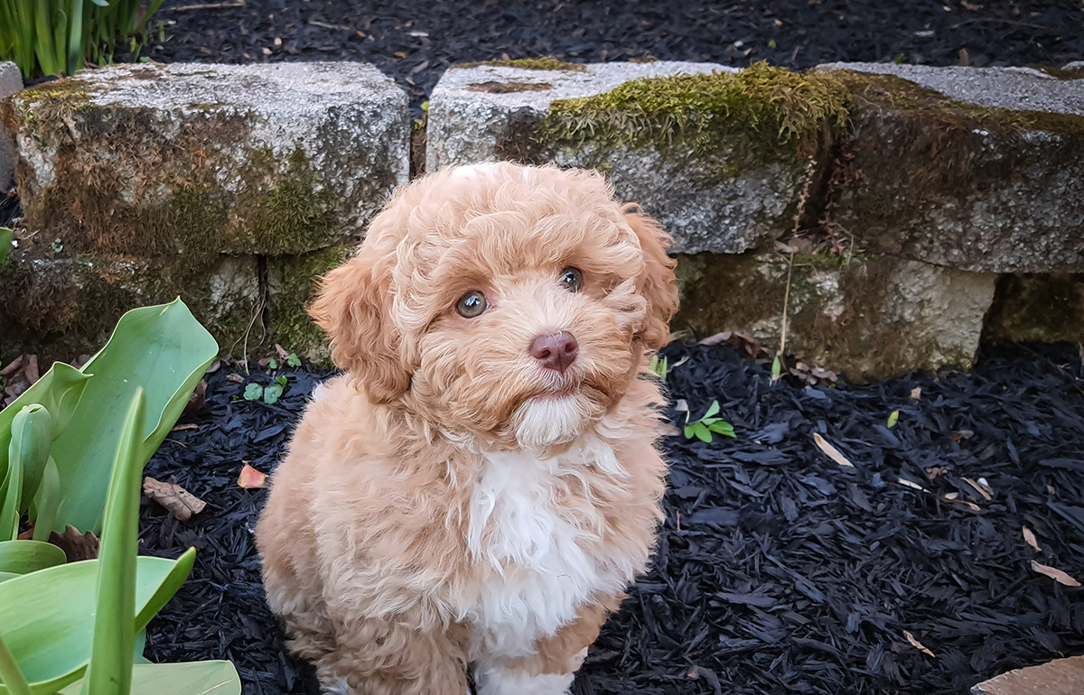 Havapoo Adoption Guide