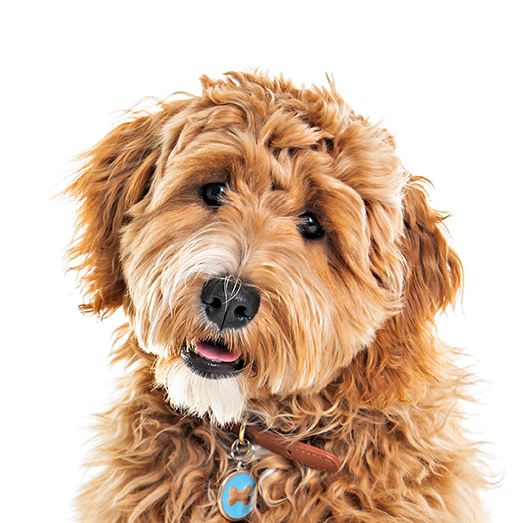 How To Adopt a Labradoodle in St. Petersburg