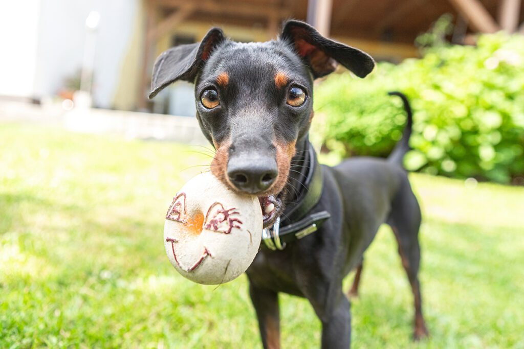 How to Adopt a Miniature Pinscher in Florida